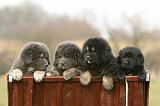 DOGUE DU TIBET 690